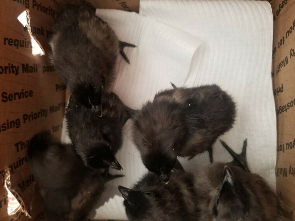 6 FIBRO EASTER / OLIVE EGGER -Fresh & Fertile Chicken Hatching Eggs