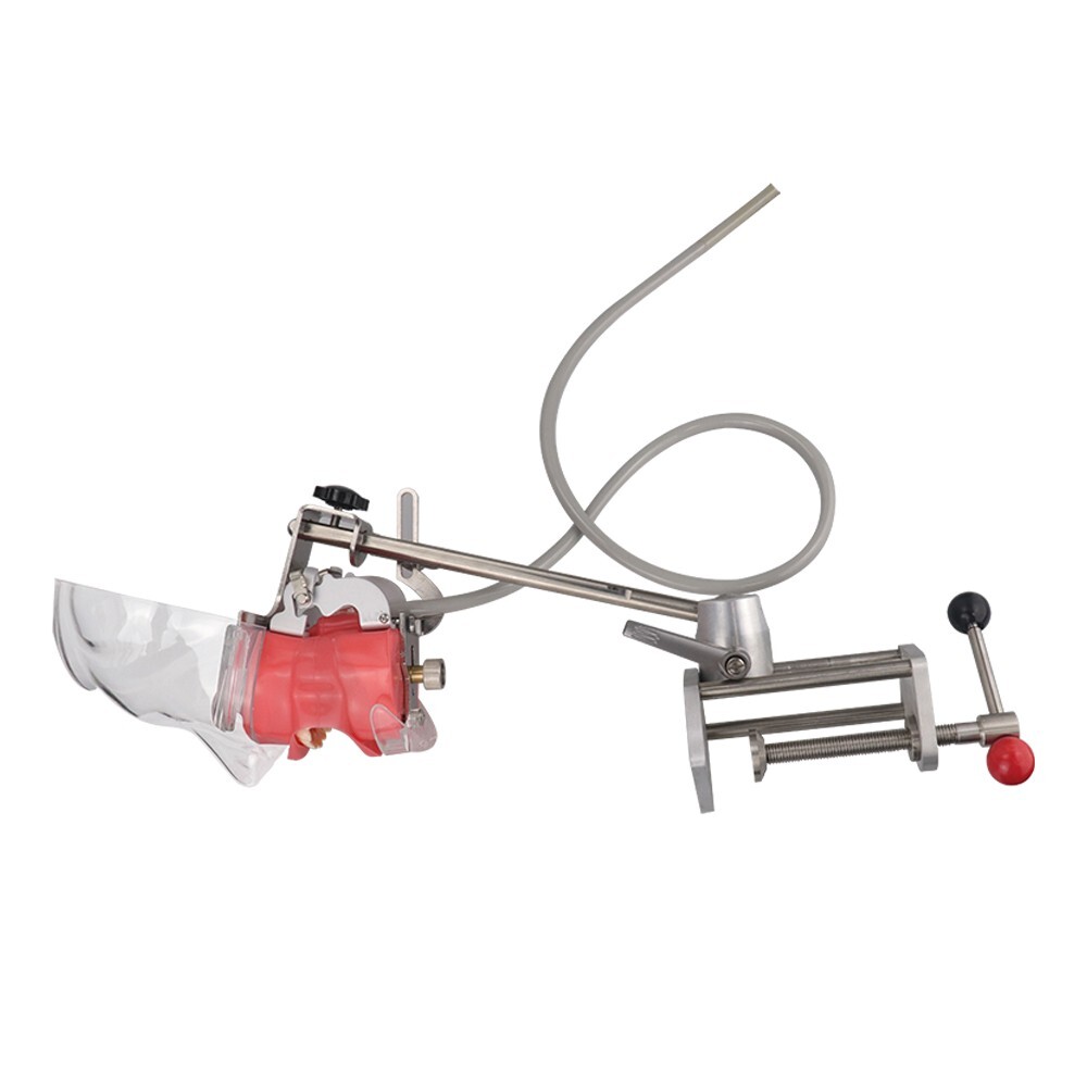 Dental Simulator Mannequin Head Teeth Model Bench-Mounted Training Tooth Mold