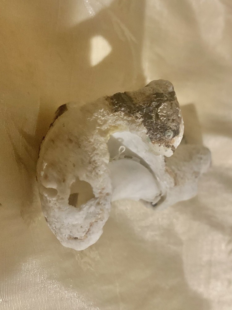Mushroom Shaped Shell Fossil