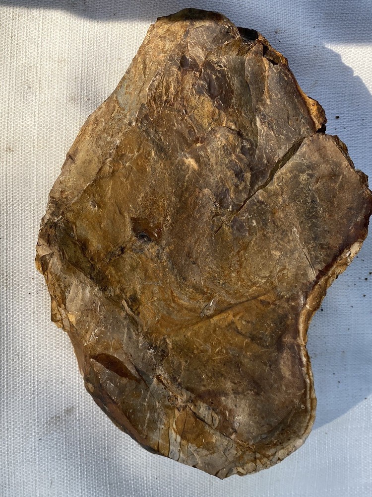 Fossilized And Opalized Fossils