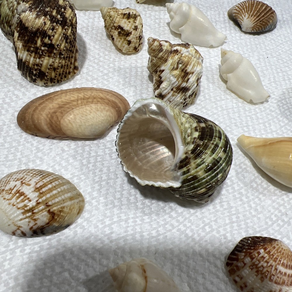 Sea Shells Assorted B1 80 Pieces