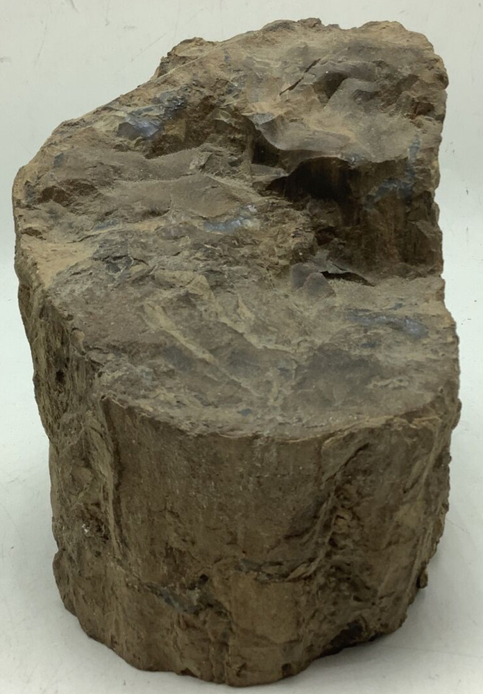 Petrified Wood  5Lbs 14oz