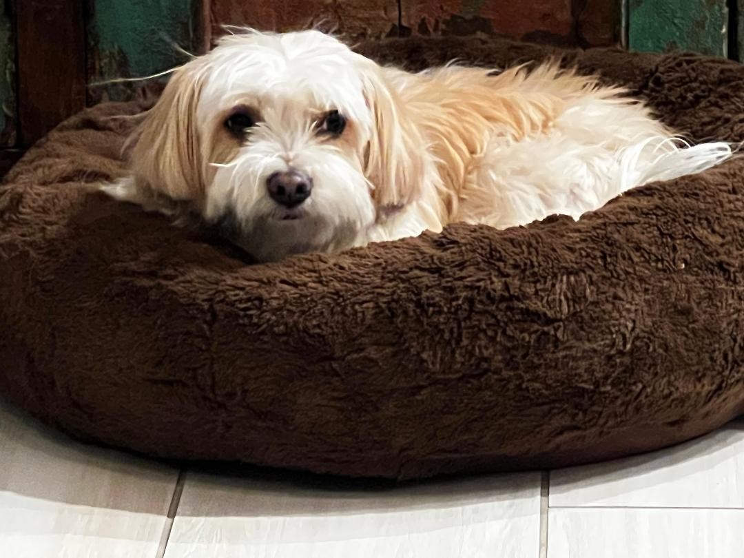 DUTCH BROS MAY 6 2026 STICKER 1ST WEDNEDAY MONTH 1 PER BUY PRESALE 2 HOUR Sprice