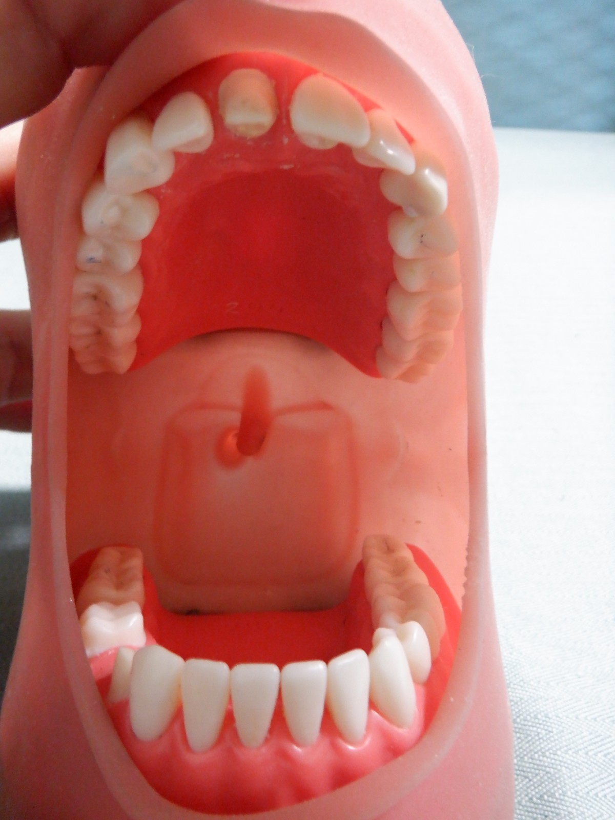 Nissin Typodont Dental Teeth