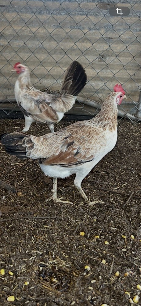 Little Johnnie Hatching Eggs