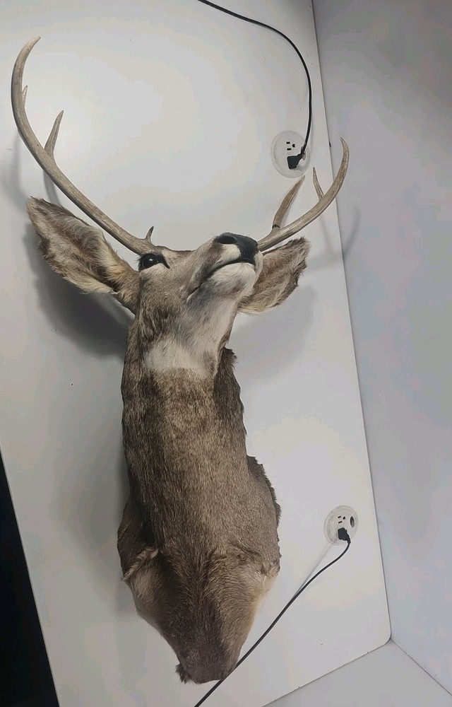 Authentic White-Tailed Deer Head Wall Mount Taxidermy