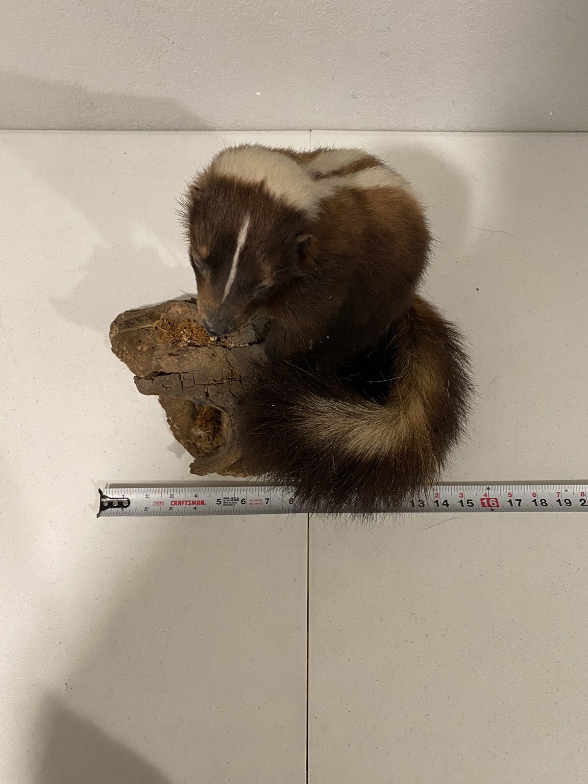 Rare Adult Brown Striped Skunk Taxidermy Mounted 16” Tall Vintage Oddity NICE