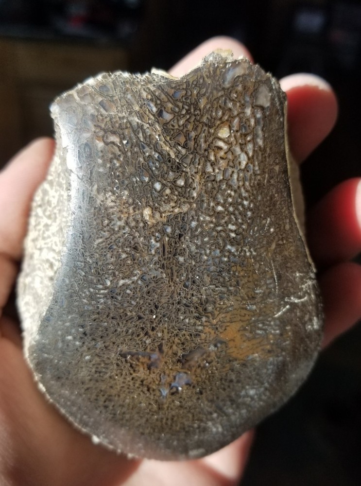 Nice Stegosaurus Vertebra Agatized Split Polished Multicolor Solid Morrison 2+Lb
