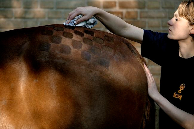 Geometric Shapes For Horse Grooming