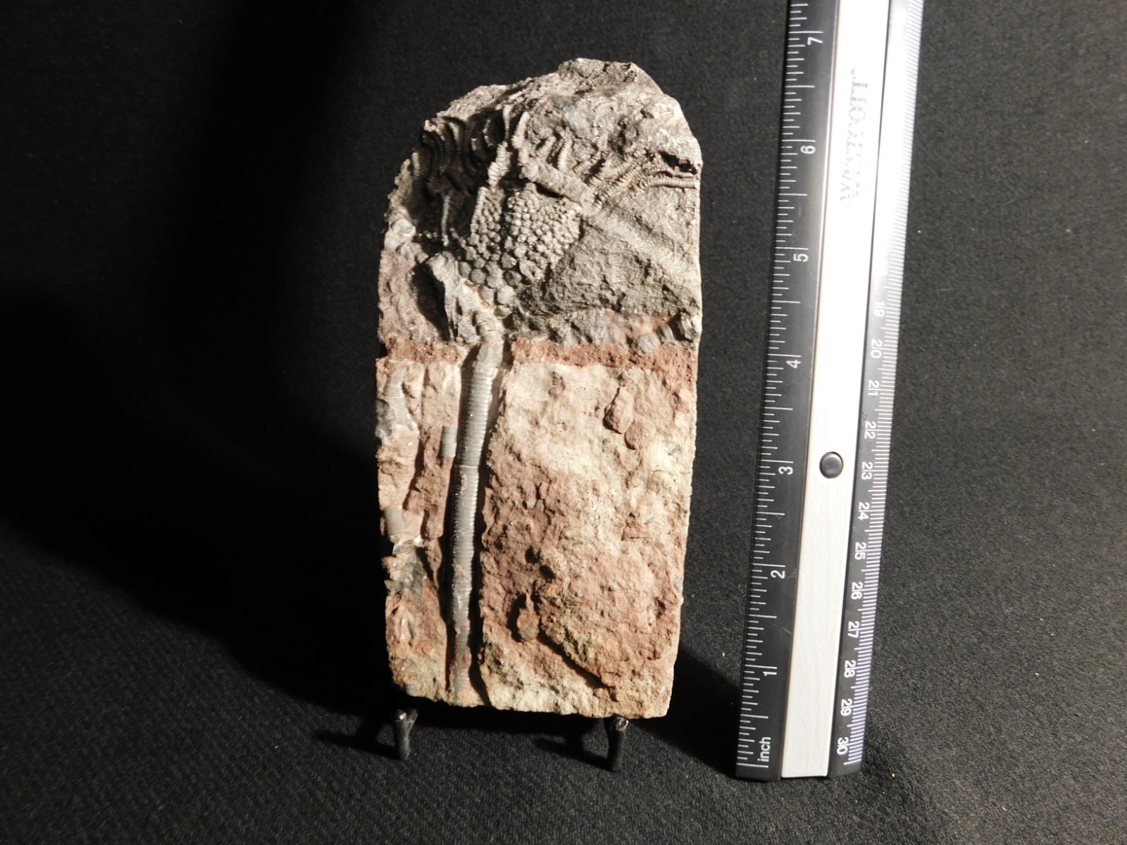 430 Million Year Old! CRINOID Fossil or Sea LILY Fossil Morocco 384gr