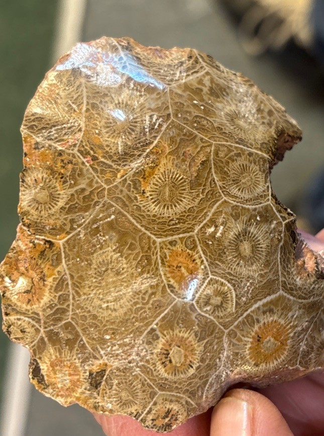 Petrified Coral End Polished