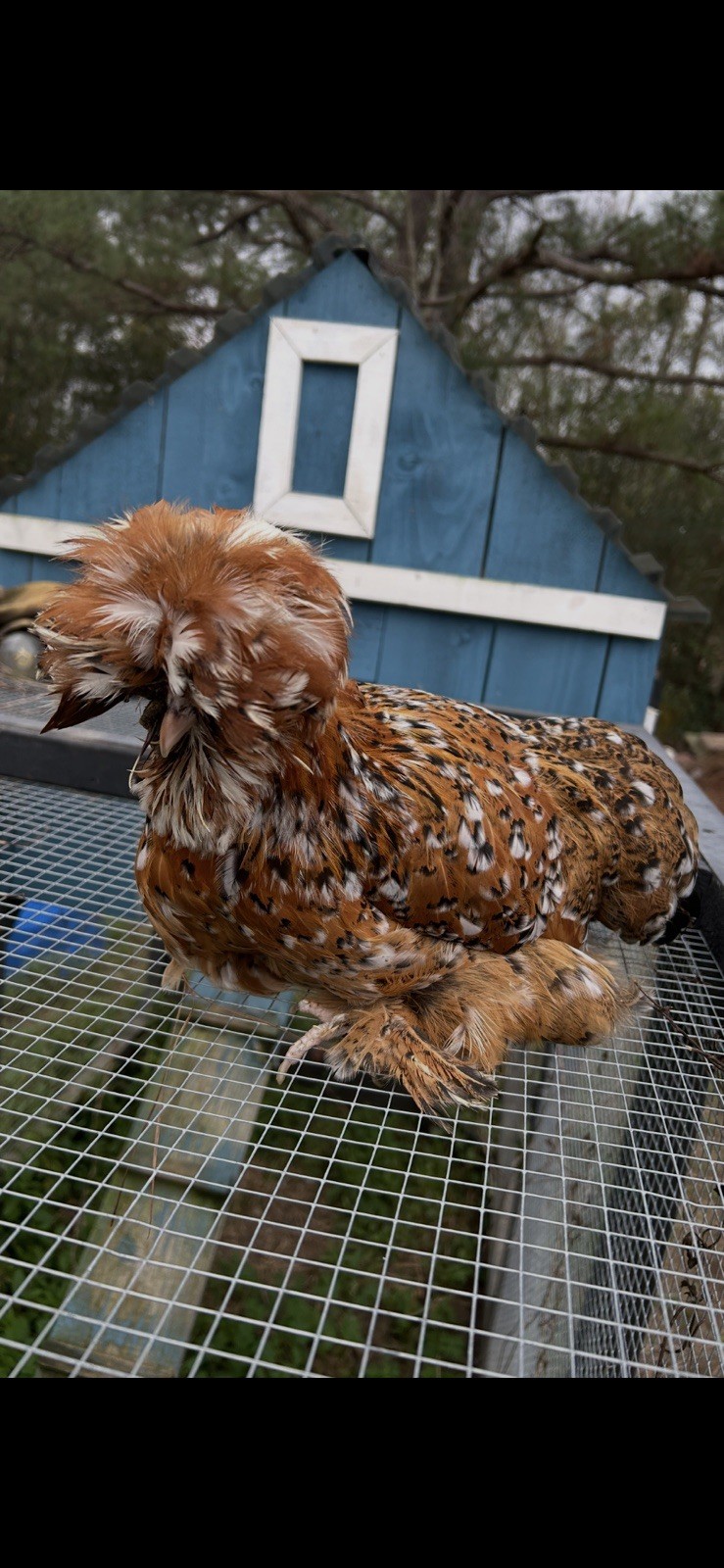 12+ Mille Fleur Satin Hatching Eggs NPIP & AI Clean.