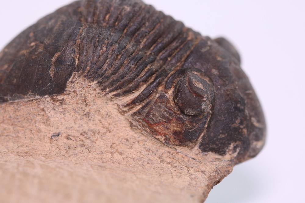 Fossil Trilobite Paralejurus Devonian Morocco COA 5483