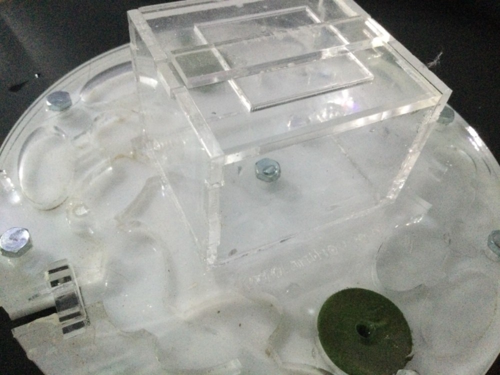 Ant formicarium Ant Colony
