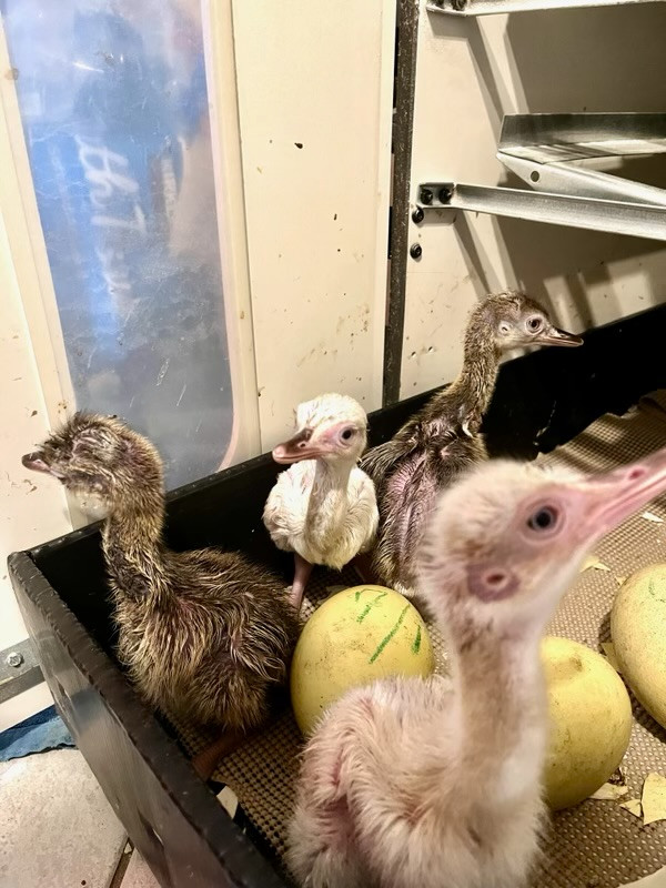 2 Rhea Eggs for Hatching