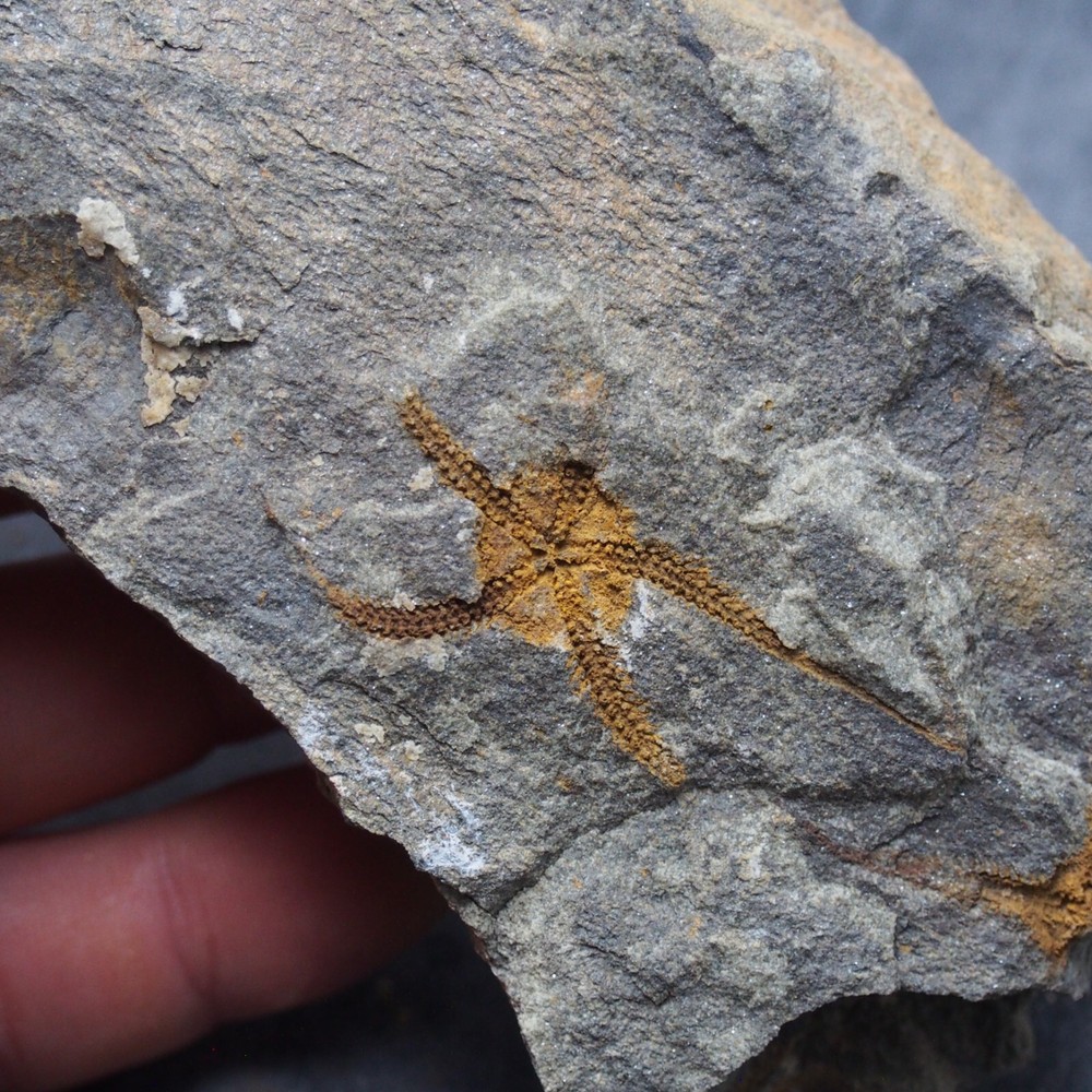Edrioasteroid Protaster sp. Echinoderms Ordovician Fossil Fossilien