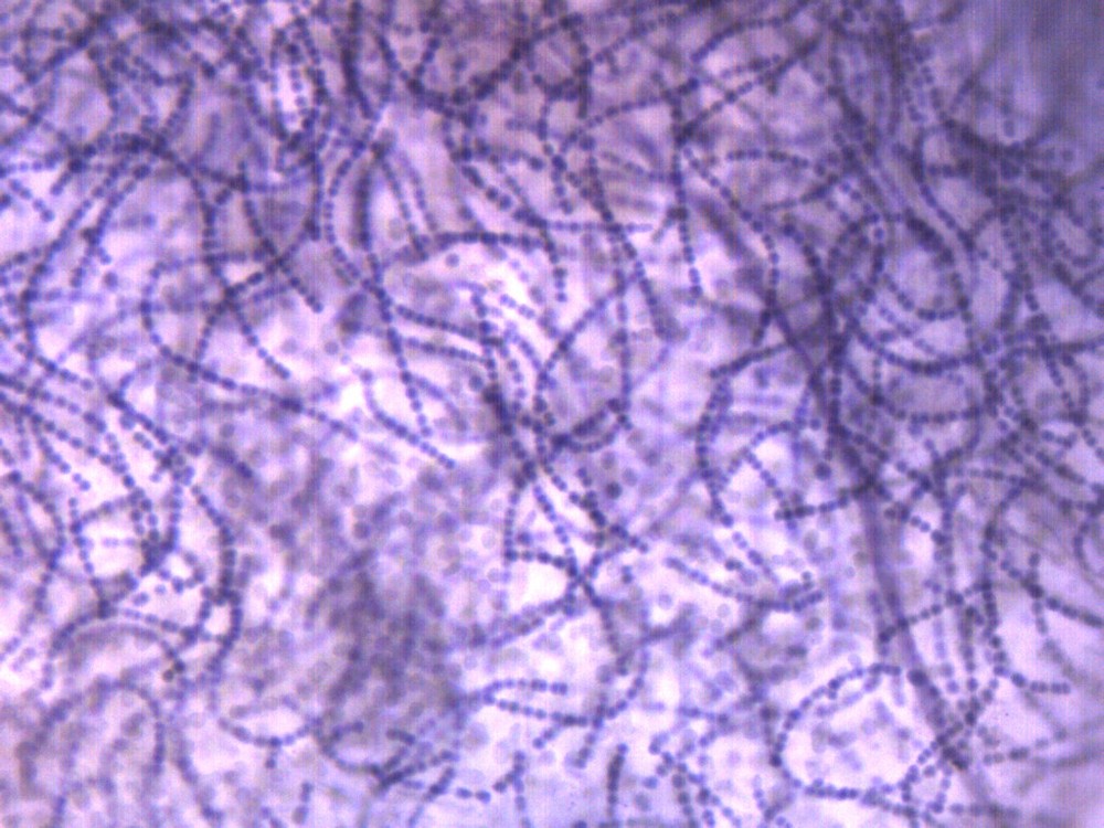 Nostoc Cross Section - Prepared Microscope Slide - 75x25mm - Eisco Labs