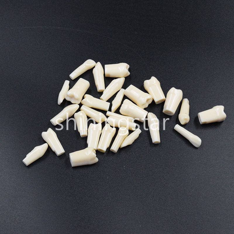 NEW Dental Teeth Model Demonstration Resin Practice Teach Study Models 28 Pcs