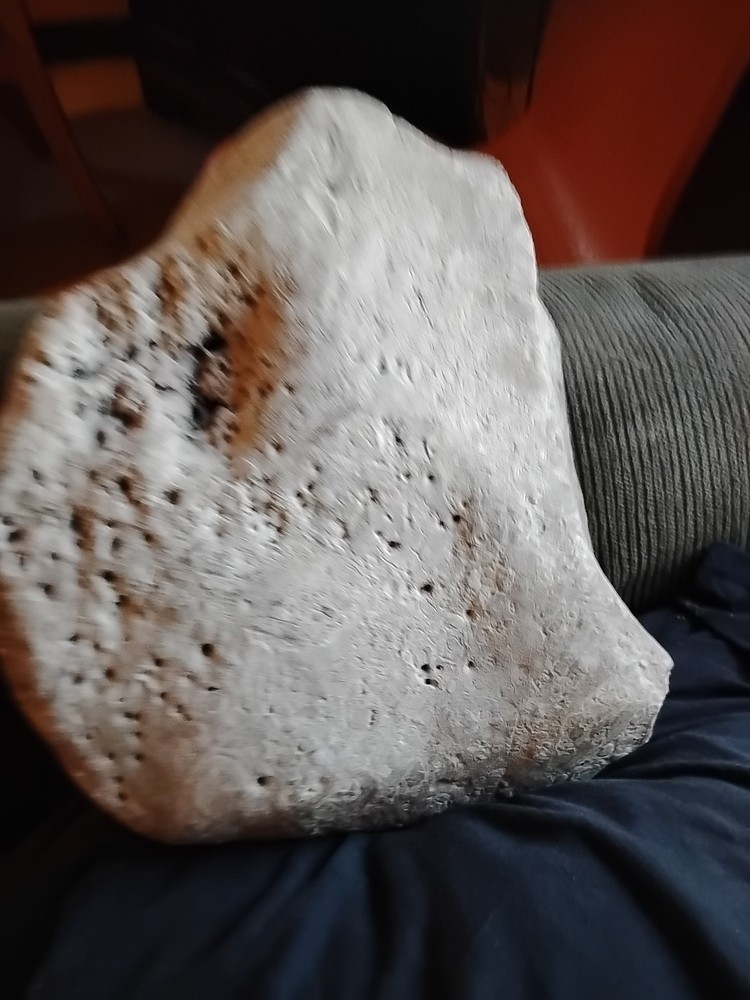 DEFINITELY A DINO BONE... DON'T KNOW WHICH ONE YET.. PLEASE HELP ME IDENTIFY IT.