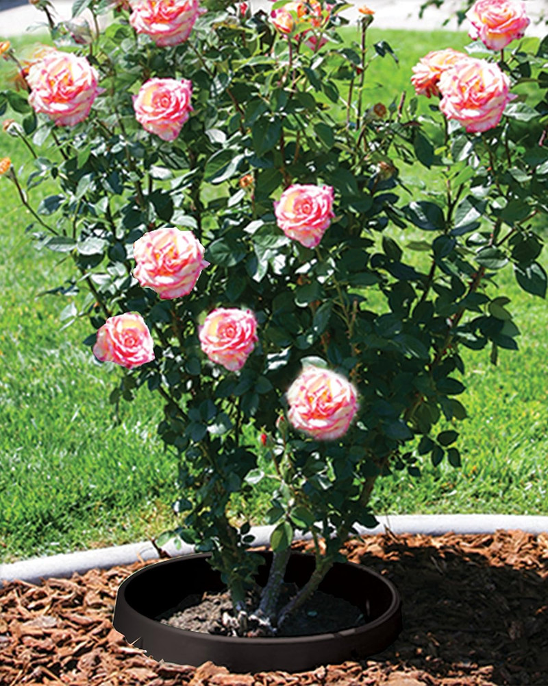 6 Pack 20" Tree & Shrub Watering Rings – Deep Root Irrigation Basin with Solid O
