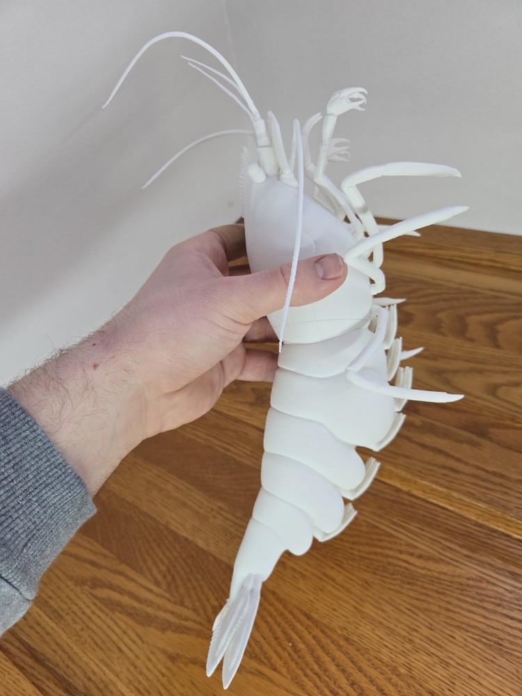 Solid white snowball Neocaridina Shrimp 3d Print READ DESCRIPTION
