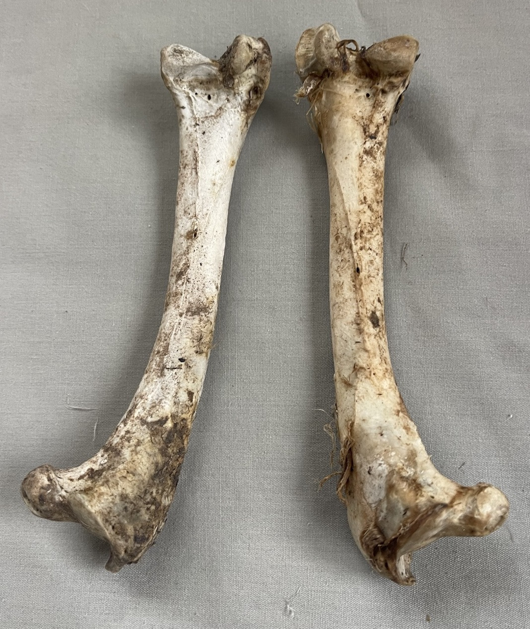 2 - Wild Turkey Femur Bones