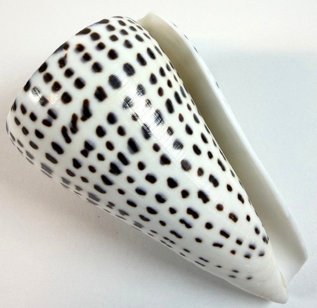 LARGE Conus leopardus 99.5mm Leopard Cone Shell Large Bold spotted pattern