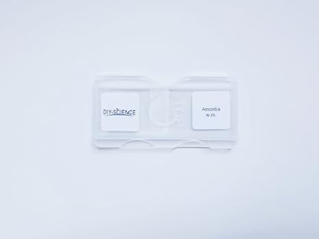 Amoeba Proteus Microscope Slide - Prepared Showing Nucleus & Cell Structures