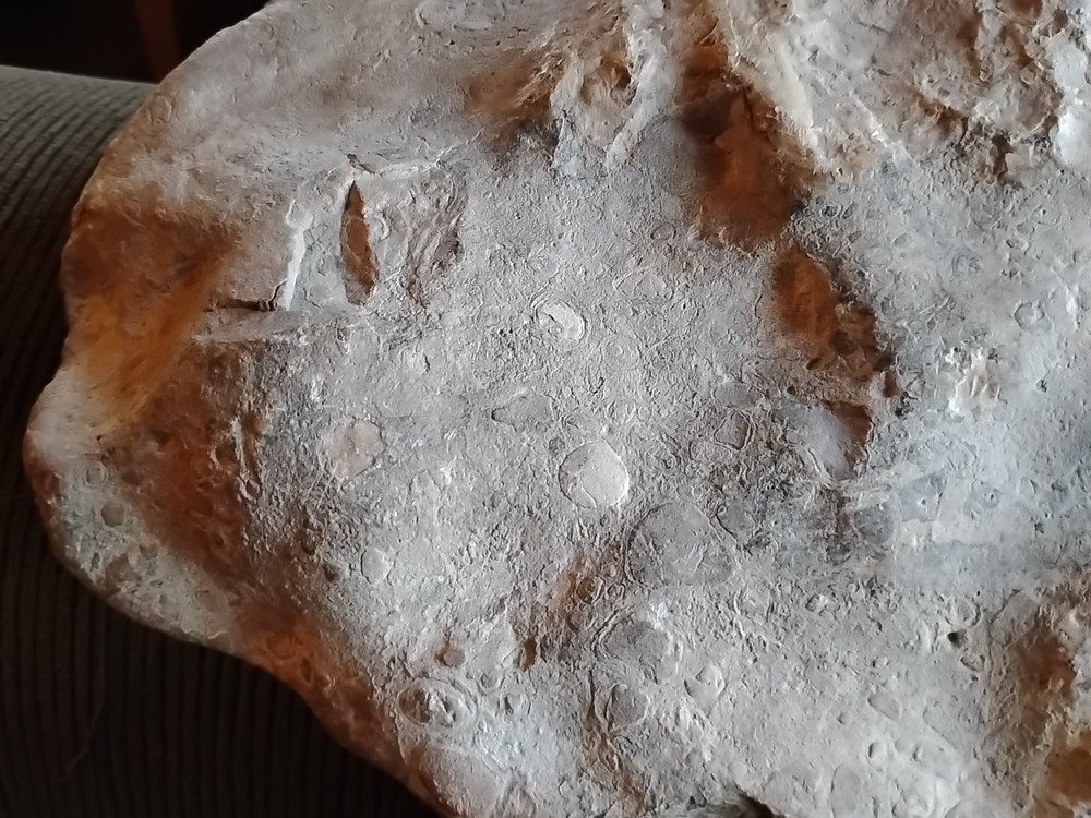 DEFINITELY A DINO BONE... DON'T KNOW WHICH ONE YET.. PLEASE HELP ME IDENTIFY IT.