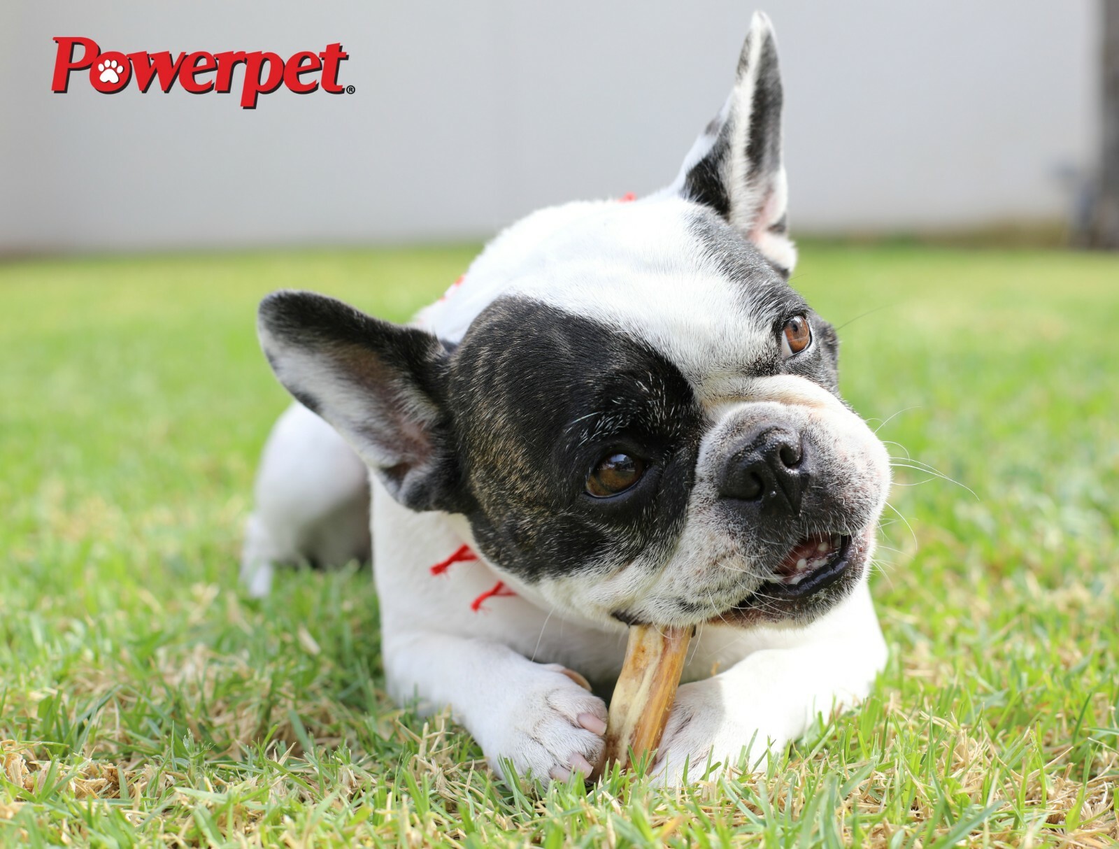 All Natural 4" Bully Jumbo Thick Sticks FDA & USDA APPROVED