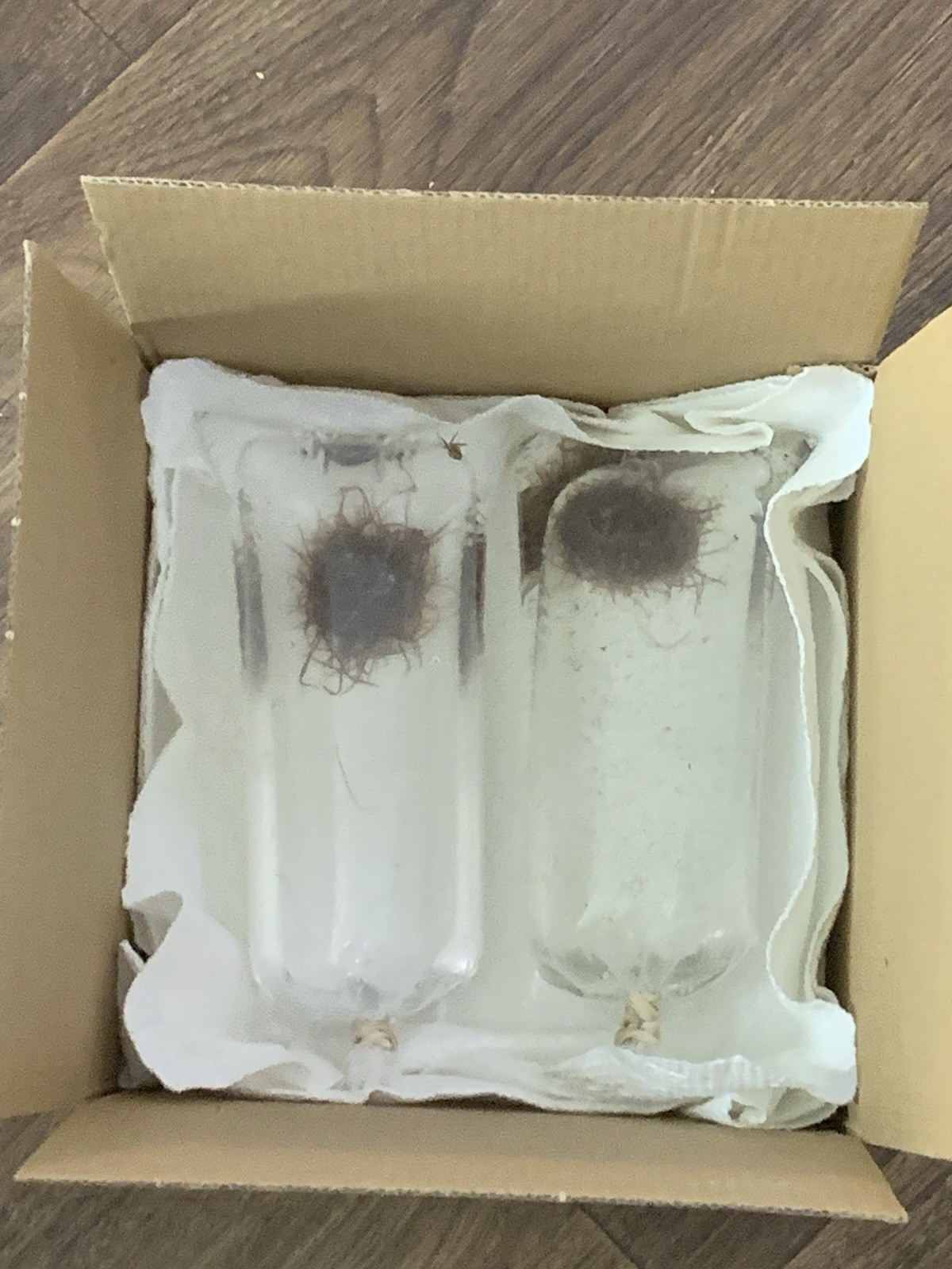 Blackworm +100 Healthy Variety - Live Arrival Guarantee