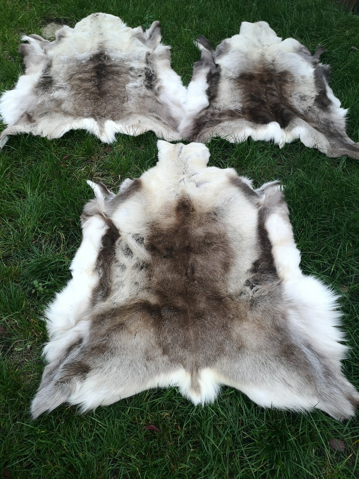 Top Öko XL Rentierfell Rentier Hirsch Fell Orginal Aus Finnland Premium Neu