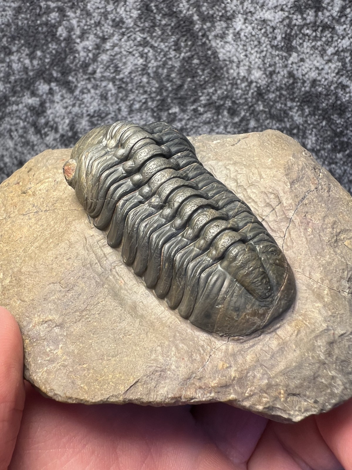 Reedops Trilobite Fossil – Detailed Collector Specimen