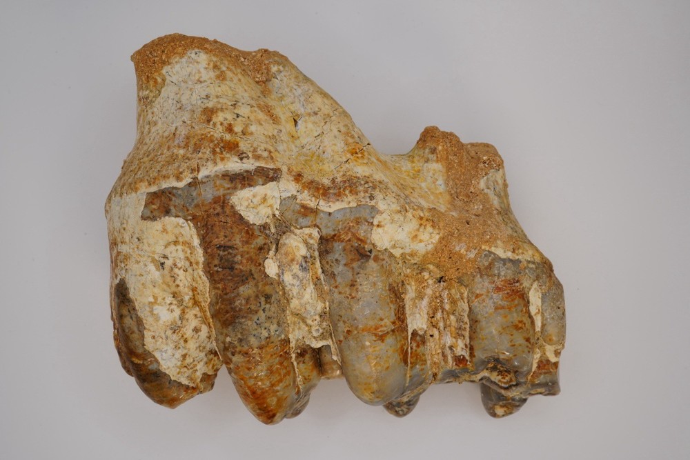 Platybelodon tooth