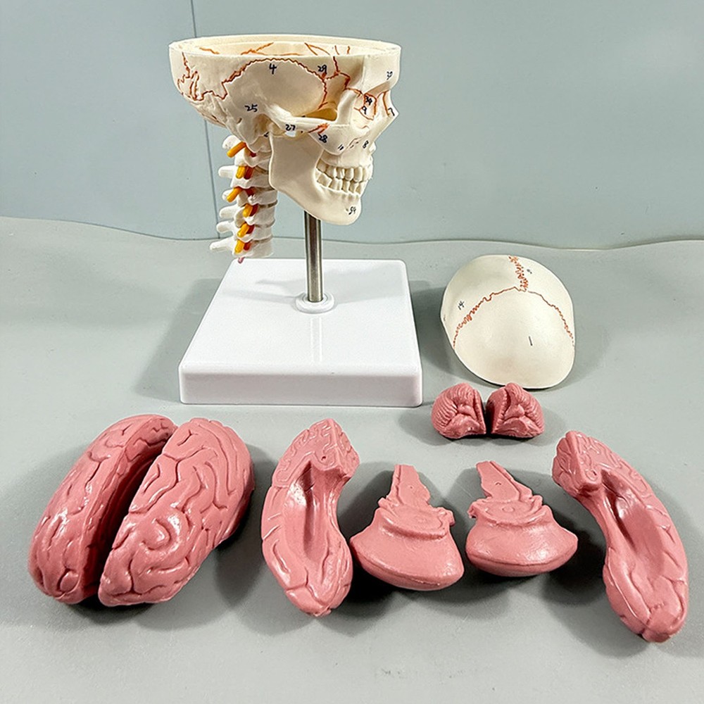 1/2 Skull With Cervical Spine & Brain Teaching Display Model