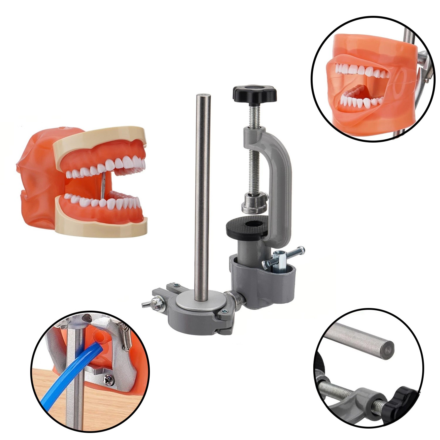 Dental Typodont Mounting Pole & 32 Removable Teeth Model Set - 360° Rotating USA