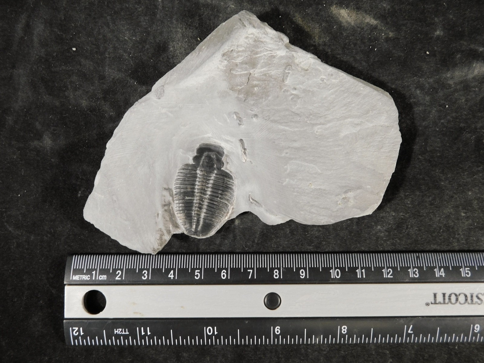 Elrathia TRILOBITE Fossil From Cambrian Utah 100% Natural 130gr *C