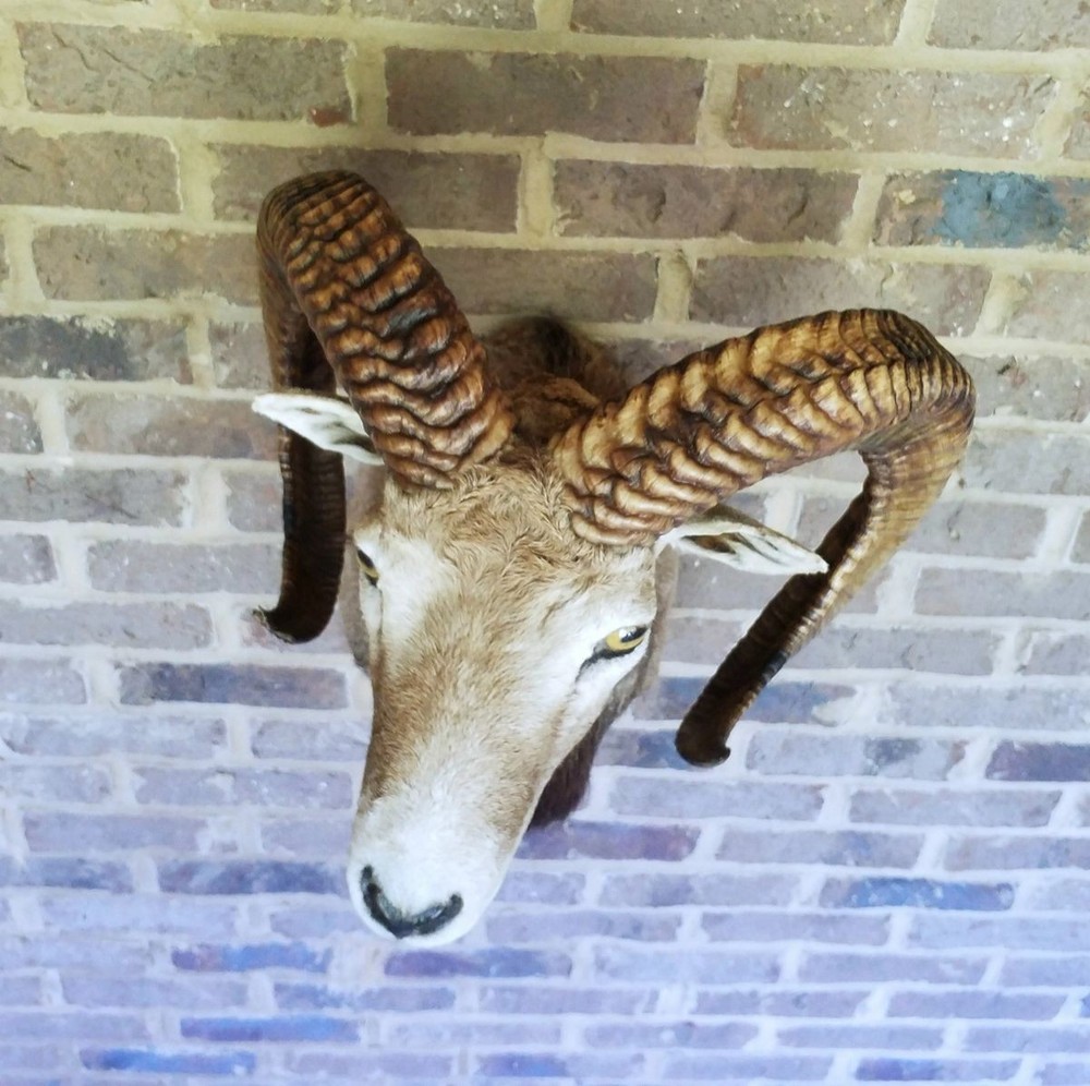 Mouflon Ram mount - 27 inch horns