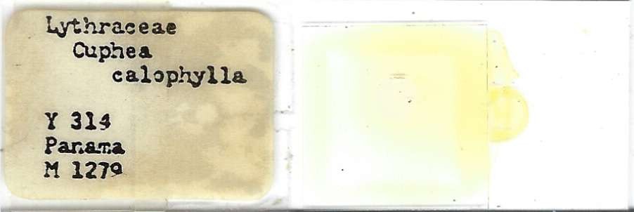 Cuphea calophylla Pollen Microscope Slide
