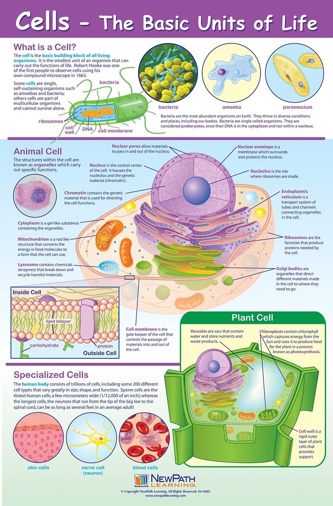 NewPath Learning Structure & Processes Posters, Set/4 (Cells, Osmosis/Diffusion,