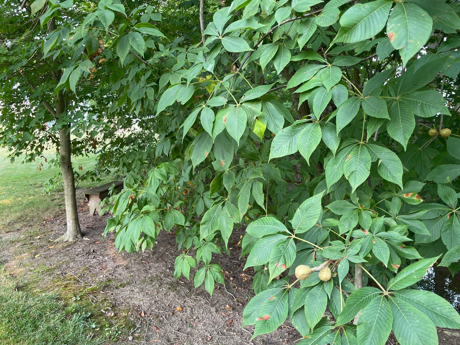 Buckeye Nuts 2024 All Sizes Nickel to Quarter from Central Ohio Dried
