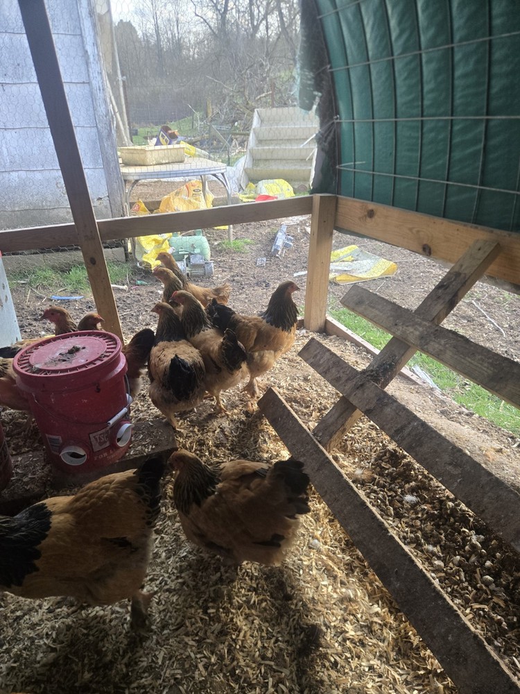 Buff Brahma Hatching Eggs 12 Plus 2 Extra