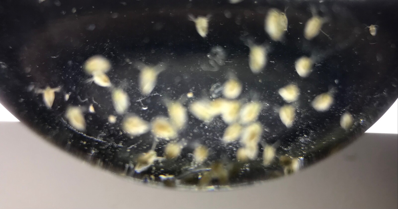 Live Daphnia magna=Water Fleas-live food*indoor container sustainable production