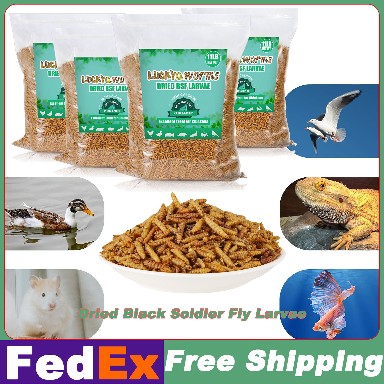 Bulk Dried Black Soldier Fly Larvae BSF Food for Chickens Wild Birds Turtles Lot