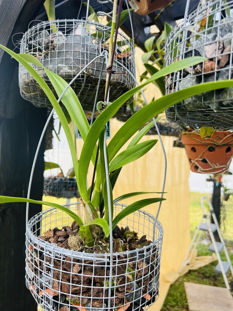 Orchids hanging baskets