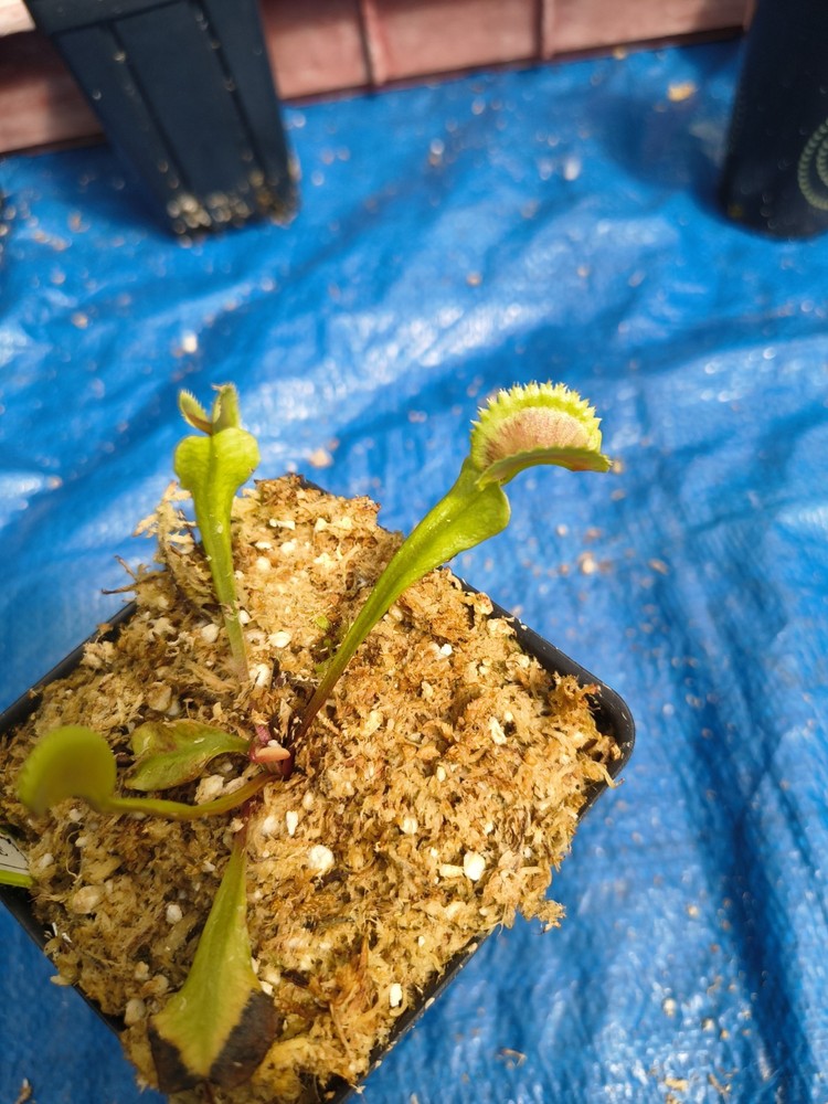 Venus Flytrap GREEK FIRE Carnivorous Plant