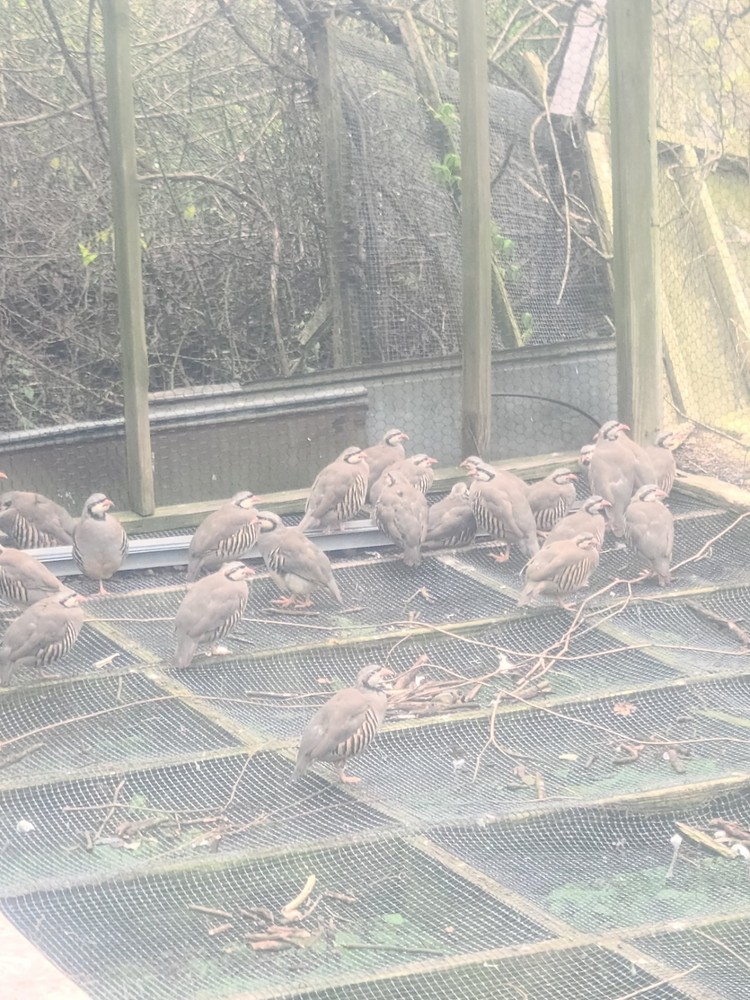 25 Chuckar Partridge Hatching Eggs