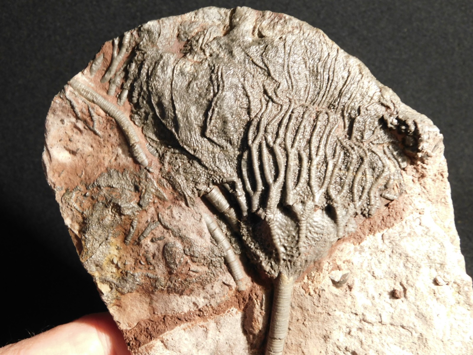 Larger! 430 Million Year Old! CRINOID Fossil or Sea LILY Fossil Morocco 629gr