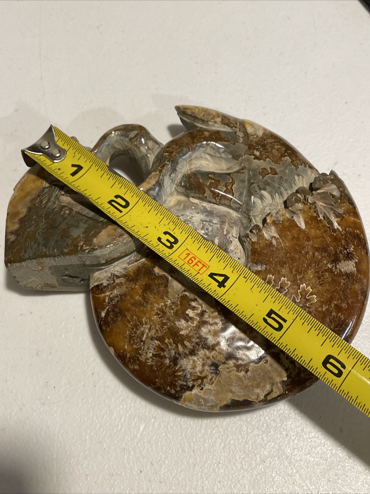 Small Fossilized Agatized Polished Ammonite Specimen 6 inches 1# 10oz
