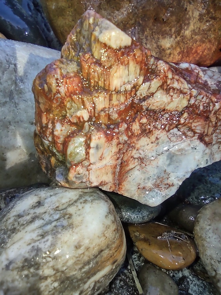 Petrified Opalized Wood Nice Display Colorful Chunk 10 Onces